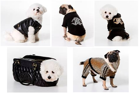 Roberto Cavalli Pets: The High Fashion Pooch