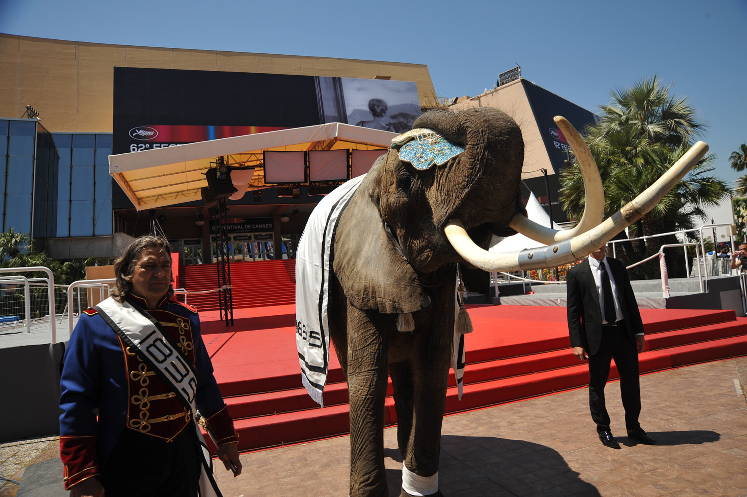 Seen in Cannes: OMG! An Elephant on the Croisette