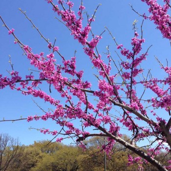 red spring flowers