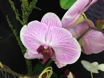 orchids apr 2014 (5)
